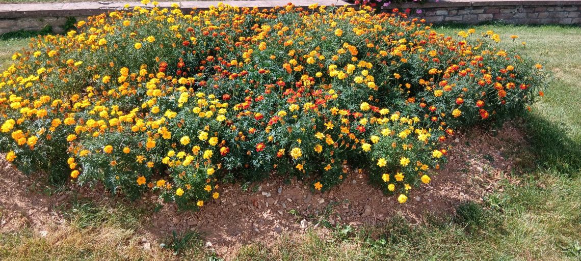 fleurs mairie