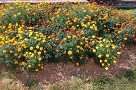 fleurs mairie