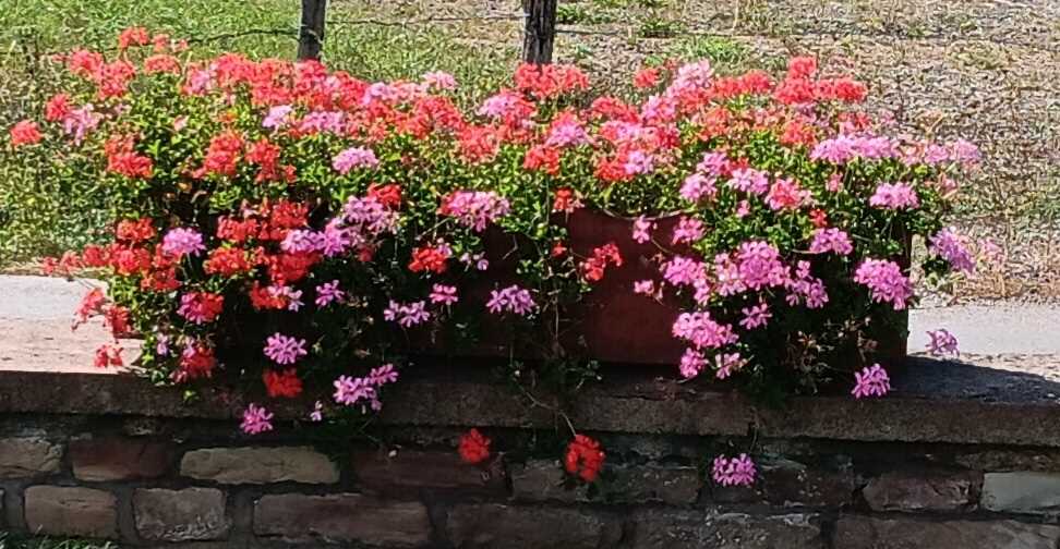 fleurs mairie