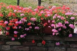 fleurs mairie