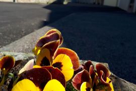 fleurs stade